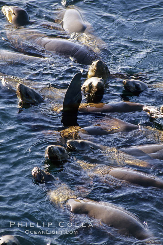 California sea lions, rafting. Monterey, USA, Zalophus californianus, natural history stock photograph, photo id 02914