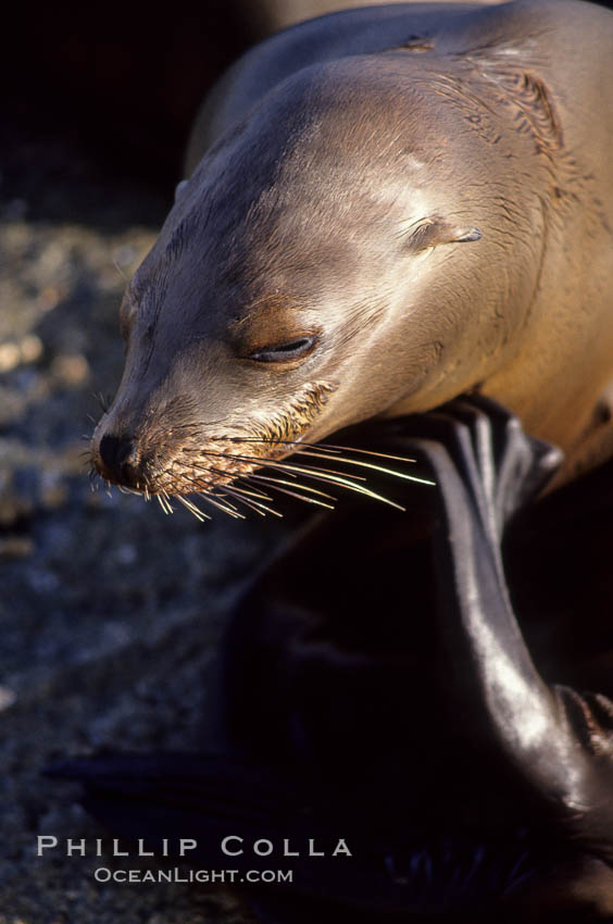 California sea lion. Monterey, USA, Zalophus californianus, natural history stock photograph, photo id 02918