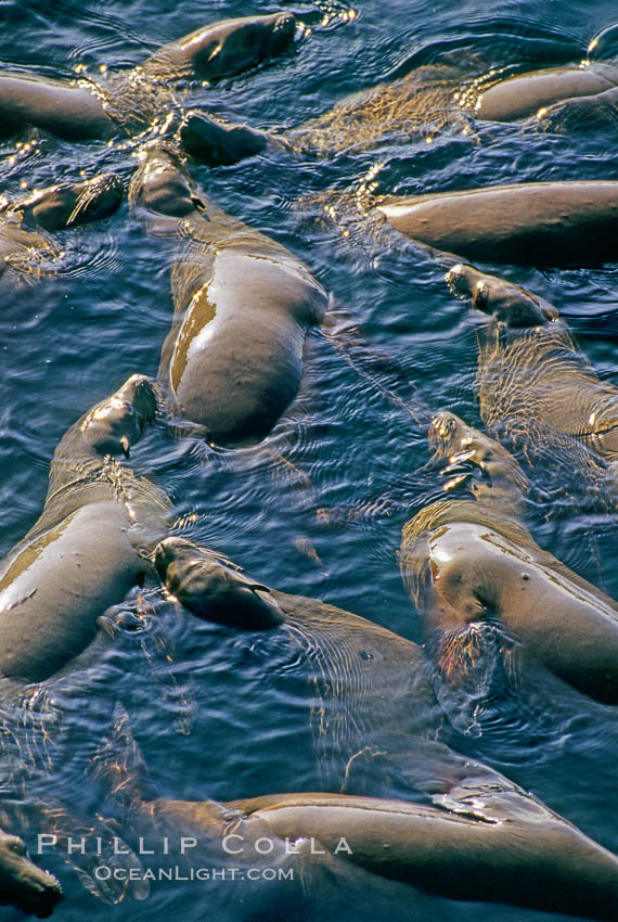 California sea lions, group rafting / socializing. Monterey, USA, Zalophus californianus, natural history stock photograph, photo id 03222