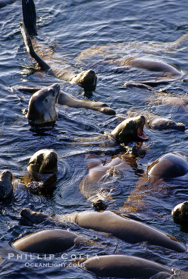 California sea lions, group rafting / socializing., Zalophus californianus, natural history stock photograph, photo id 03230