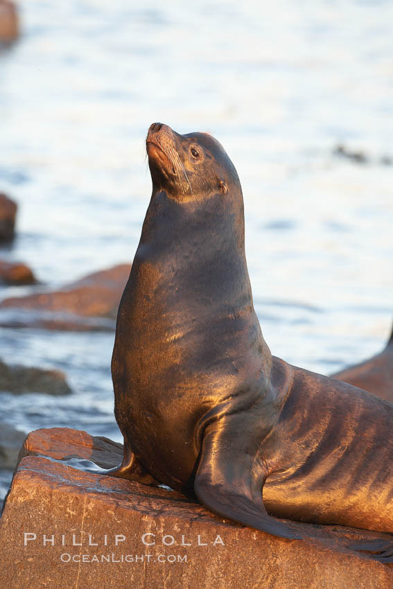 California sea lion, adult male, hauled out on rocks to rest, early morning sunrise light, Monterey breakwater rocks. USA, Zalophus californianus, natural history stock photograph, photo id 21562