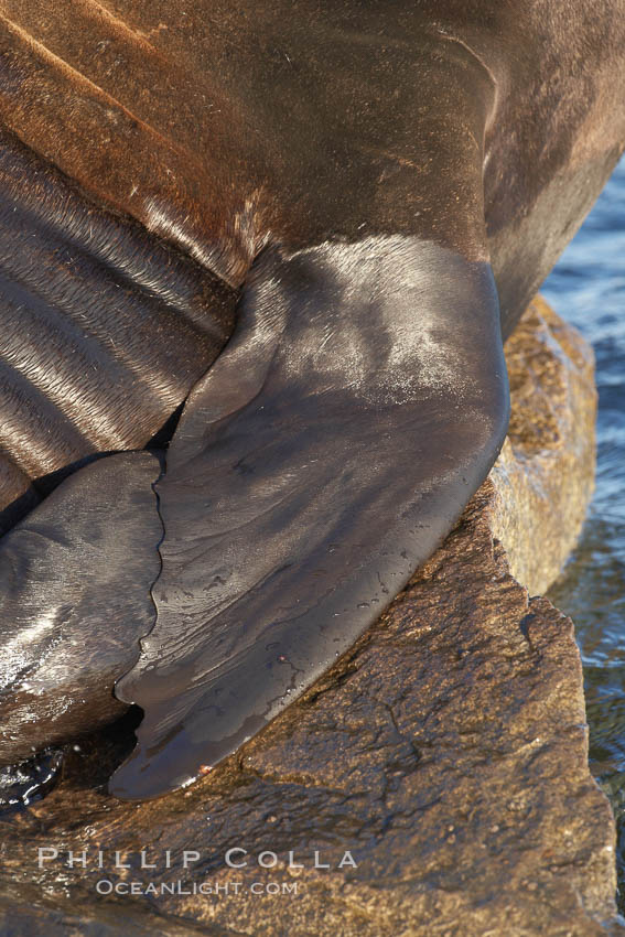 California sea lion, fore flipper (fin), hauled out on rocks to rest, early morning sunrise light, Monterey breakwater rocks. USA, Zalophus californianus, natural history stock photograph, photo id 21570