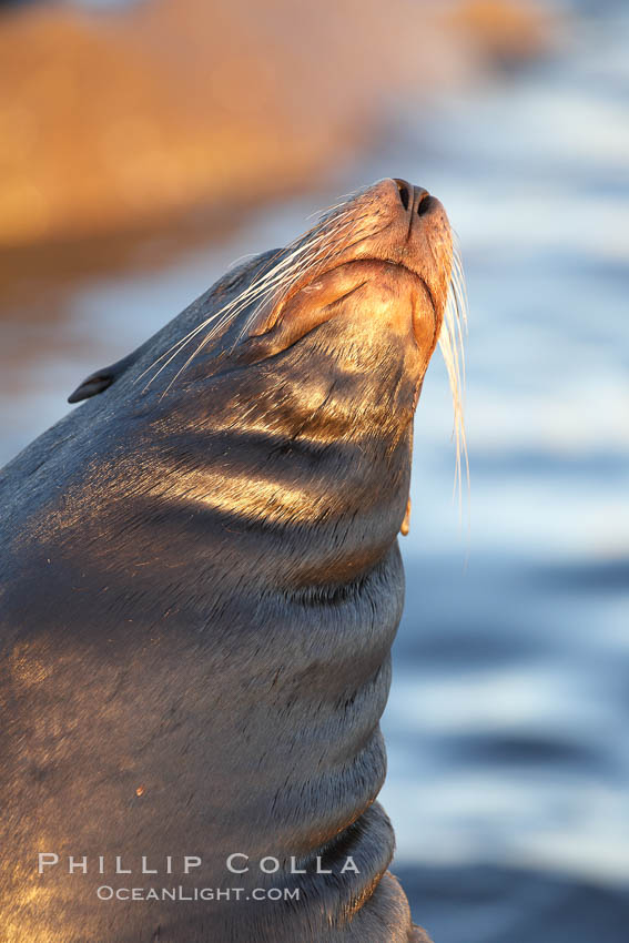 California sea lion, adult male, profile of head showing long whiskers and prominent sagittal crest (cranial crest bone), hauled out on rocks to rest, early morning sunrise light, Monterey breakwater rocks. USA, Zalophus californianus, natural history stock photograph, photo id 21578