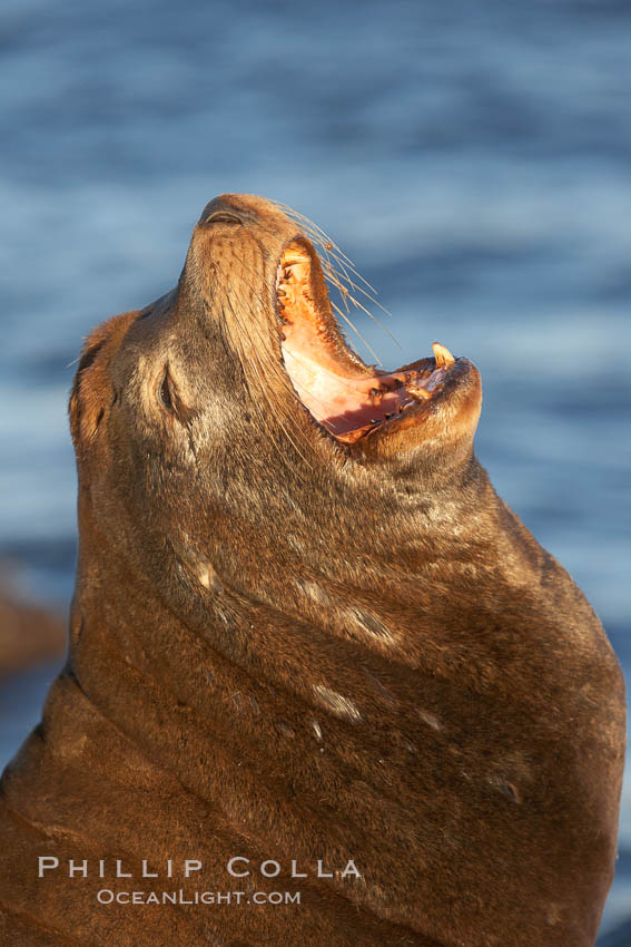 California sea lion, adult male, profile of head showing long whiskers and prominent sagittal crest (cranial crest bone), hauled out on rocks to rest, early morning sunrise light, Monterey breakwater rocks. USA, Zalophus californianus, natural history stock photograph, photo id 21586