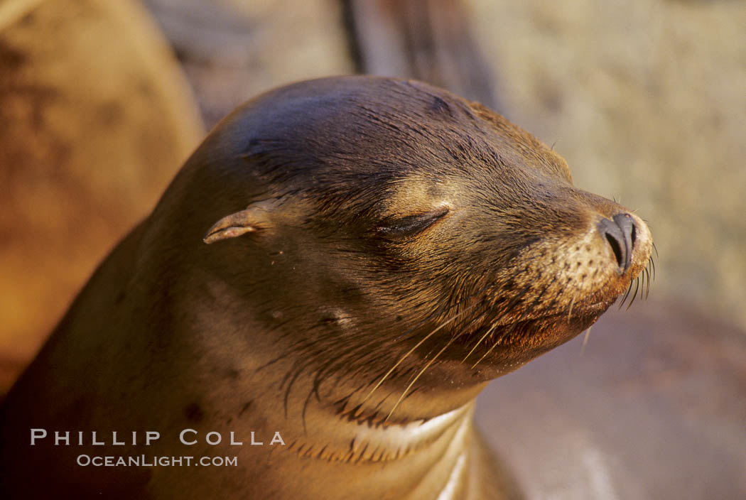 California sea lion. Monterey, USA, Zalophus californianus, natural history stock photograph, photo id 00960