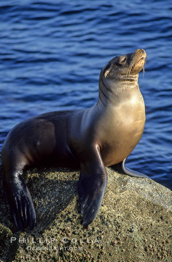California sea lion. Monterey, USA, Zalophus californianus, natural history stock photograph, photo id 01924
