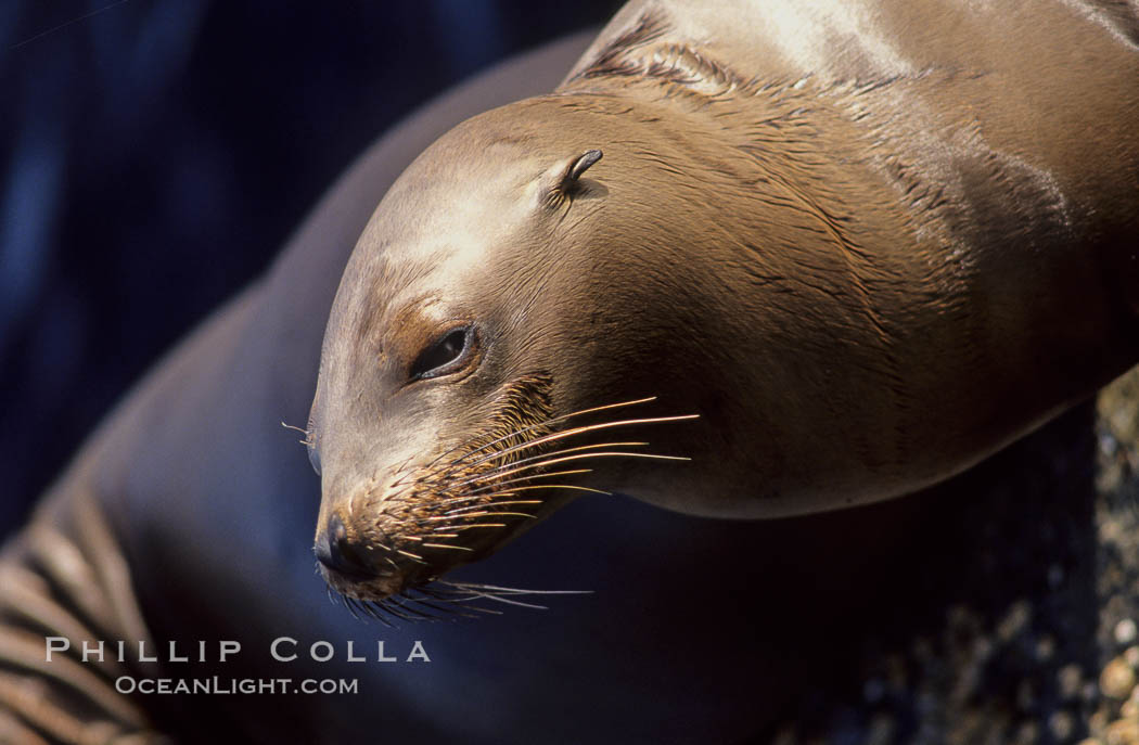 California sea lion, head whiskers and external ear. Monterey, USA, Zalophus californianus, natural history stock photograph, photo id 03224