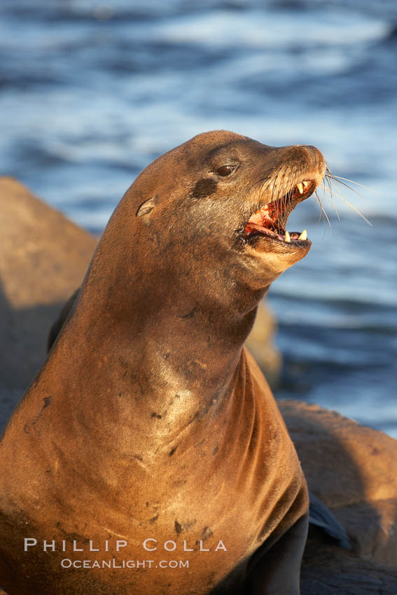 California sea lion, adult male, hauled out on rocks to rest, early morning sunrise light, Monterey breakwater rocks. USA, Zalophus californianus, natural history stock photograph, photo id 21560