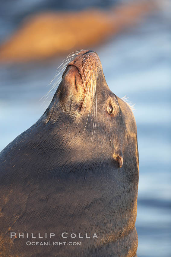 California sea lion, adult male, profile of head showing long whiskers and prominent sagittal crest (cranial crest bone), hauled out on rocks to rest, early morning sunrise light, Monterey breakwater rocks. USA, Zalophus californianus, natural history stock photograph, photo id 21588