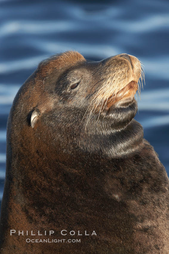 California sea lion, adult male, profile of head showing long whiskers and prominent sagittal crest (cranial crest bone), hauled out on rocks to rest, early morning sunrise light, Monterey breakwater rocks. USA, Zalophus californianus, natural history stock photograph, photo id 21596