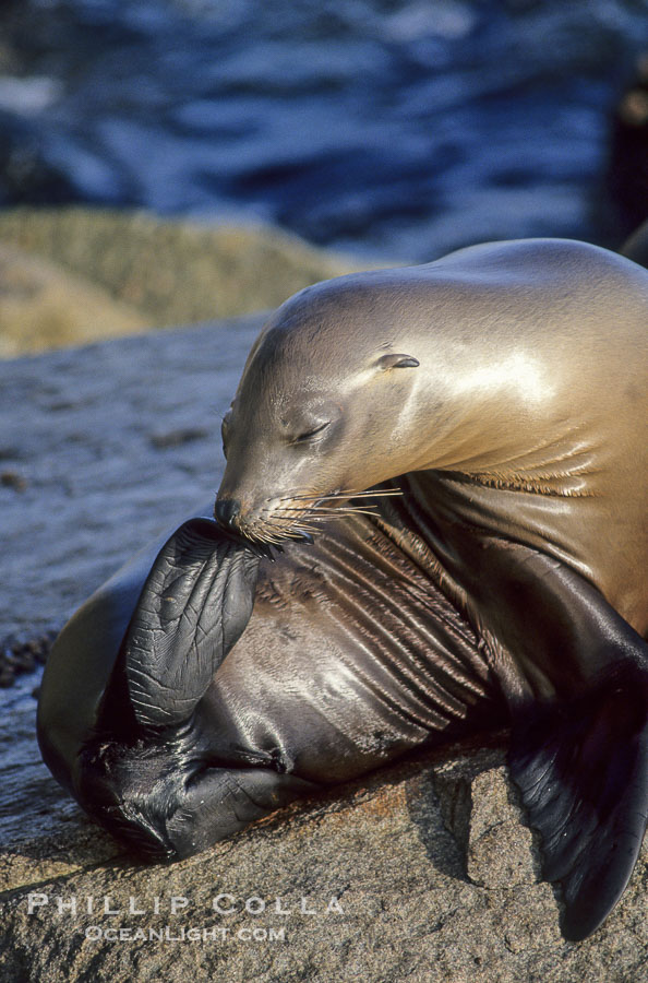 California sea lion., Zalophus californianus, natural history stock photograph, photo id 01087