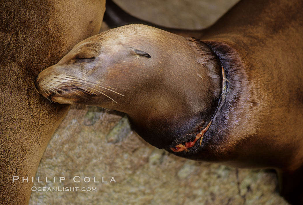 California sea lion, with monofiliment cut. Monterey, USA, Zalophus californianus, natural history stock photograph, photo id 03087