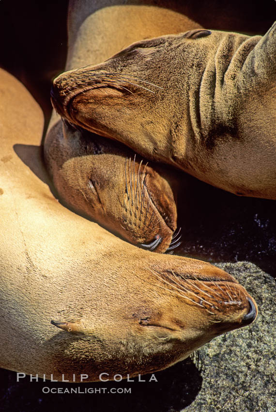 California sea lions, resting / hauled out. Monterey, USA, Zalophus californianus, natural history stock photograph, photo id 03223