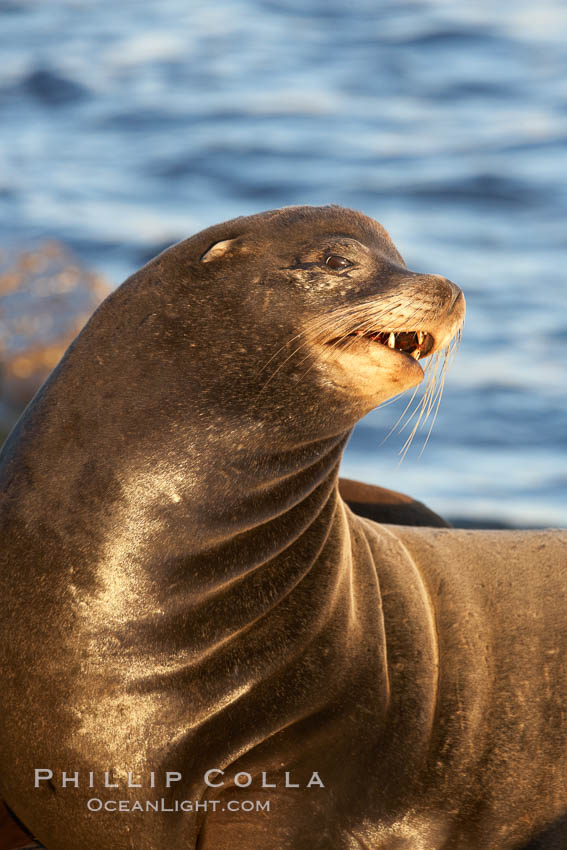 California sea lion, adult male, hauled out on rocks to rest, early morning sunrise light, Monterey breakwater rocks. USA, Zalophus californianus, natural history stock photograph, photo id 21559