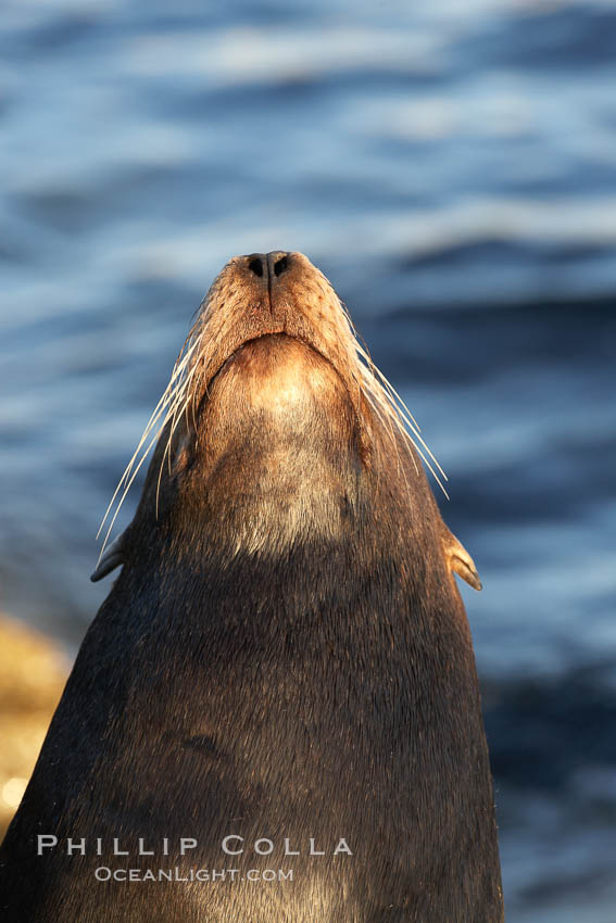 California sea lion, adult male, hauled out on rocks to rest, early morning sunrise light, Monterey breakwater rocks. USA, Zalophus californianus, natural history stock photograph, photo id 21563