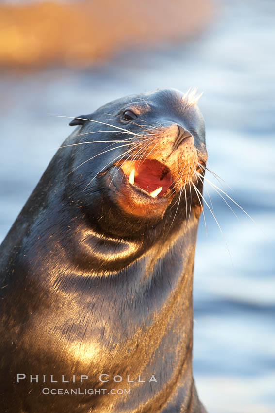 California sea lion, adult male, hauled out on rocks to rest, early morning sunrise light, Monterey breakwater rocks. USA, Zalophus californianus, natural history stock photograph, photo id 21571