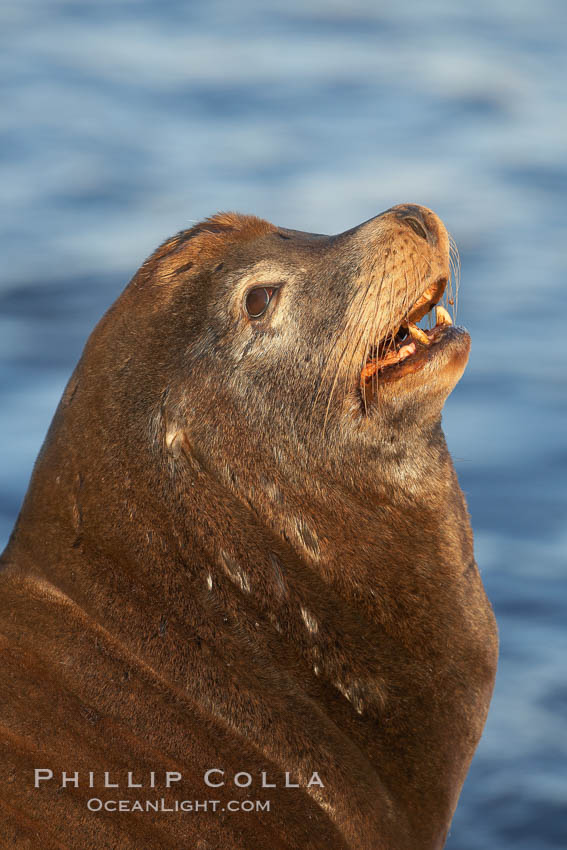 California sea lion, adult male, profile of head showing long whiskers and prominent sagittal crest (cranial crest bone), hauled out on rocks to rest, early morning sunrise light, Monterey breakwater rocks. USA, Zalophus californianus, natural history stock photograph, photo id 21575
