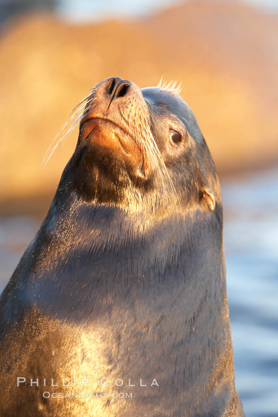 California sea lion, adult male, profile of head showing long whiskers and prominent sagittal crest (cranial crest bone), hauled out on rocks to rest, early morning sunrise light, Monterey breakwater rocks. USA, Zalophus californianus, natural history stock photograph, photo id 21579