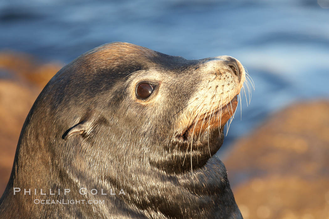 California sea lion, adult male, profile of head showing long whiskers and prominent sagittal crest (cranial crest bone), hauled out on rocks to rest, early morning sunrise light, Monterey breakwater rocks. USA, Zalophus californianus, natural history stock photograph, photo id 21583
