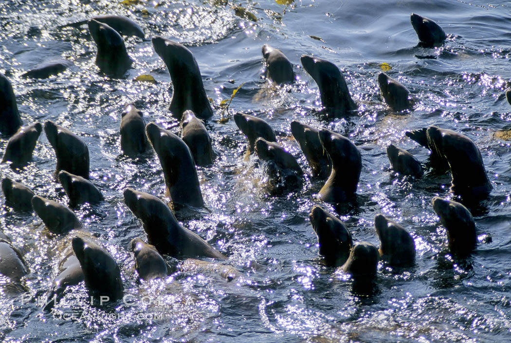 California sea lions gather on the surface in Monterey Harbor, central California coast. USA, Zalophus californianus, natural history stock photograph, photo id 00957