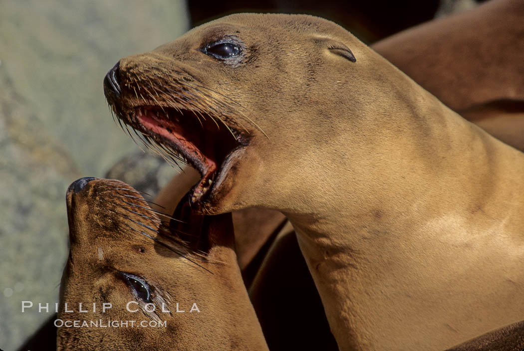 California sea lion, juveniles mock sparring. Monterey, USA, Zalophus californianus, natural history stock photograph, photo id 00961