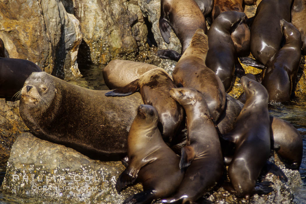 California sea lion haulout, juveniles and adult male. Monterey, USA, Zalophus californianus, natural history stock photograph, photo id 02913