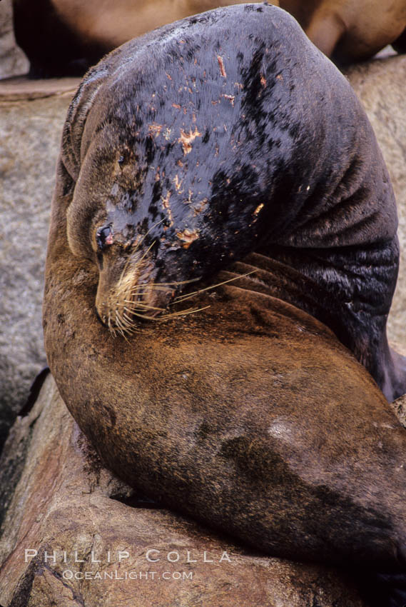 California sea lion, adult male with scarring. Monterey, USA, Zalophus californianus, natural history stock photograph, photo id 03221