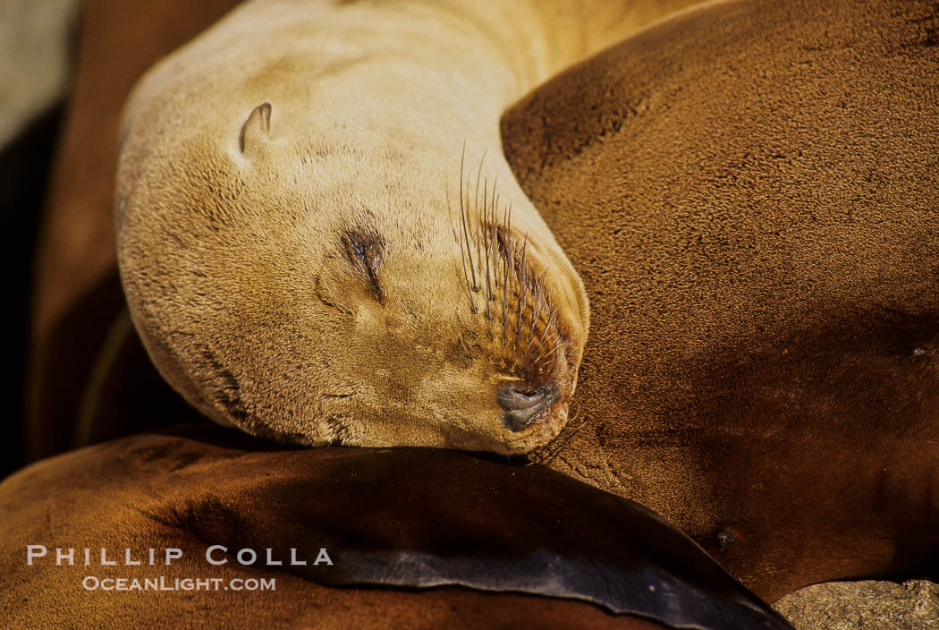 California sea lions, resting / hauled out., Zalophus californianus, natural history stock photograph, photo id 03225