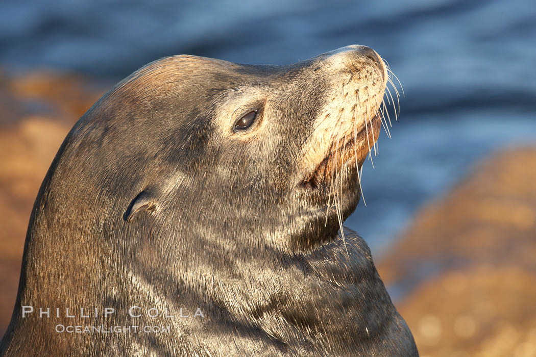 California sea lion, adult male, profile of head showing long whiskers and prominent sagittal crest (cranial crest bone), hauled out on rocks to rest, early morning sunrise light, Monterey breakwater rocks. USA, Zalophus californianus, natural history stock photograph, photo id 21561