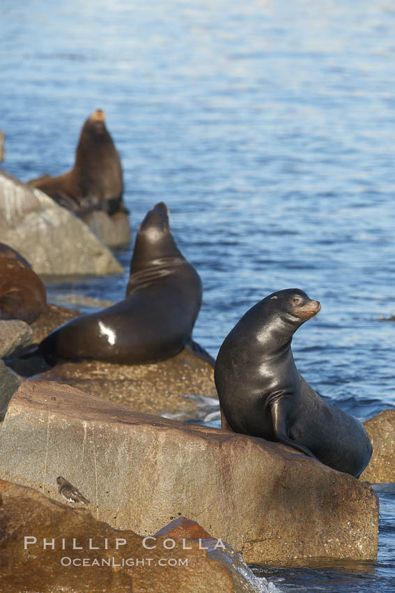 California sea lion, adult male, hauled out on rocks to rest, early morning sunrise light, Monterey breakwater rocks. USA, Zalophus californianus, natural history stock photograph, photo id 21565