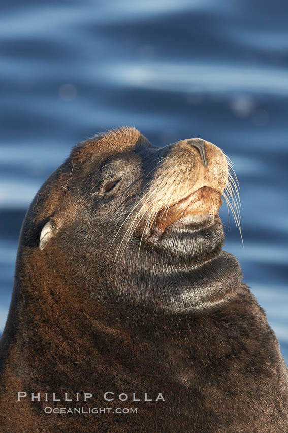 California sea lion, adult male, profile of head showing long whiskers and prominent sagittal crest (cranial crest bone), hauled out on rocks to rest, early morning sunrise light, Monterey breakwater rocks. USA, Zalophus californianus, natural history stock photograph, photo id 21569