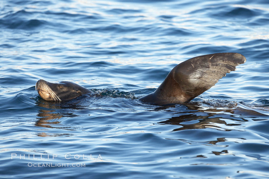 California sea lion, regulating its temperature (thermoregulating) by raising its foreflipper out of the water as it rests and floats, Monterey breakwater rocks. USA, Zalophus californianus, natural history stock photograph, photo id 21573