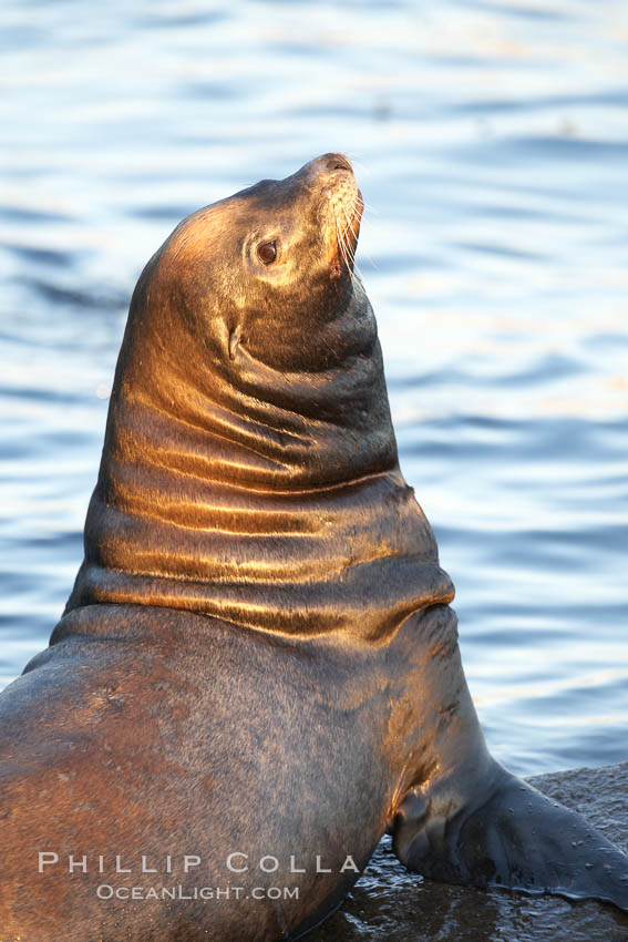 California sea lion, adult male, profile of head showing long whiskers and prominent sagittal crest (cranial crest bone), hauled out on rocks to rest, early morning sunrise light, Monterey breakwater rocks. USA, Zalophus californianus, natural history stock photograph, photo id 21577