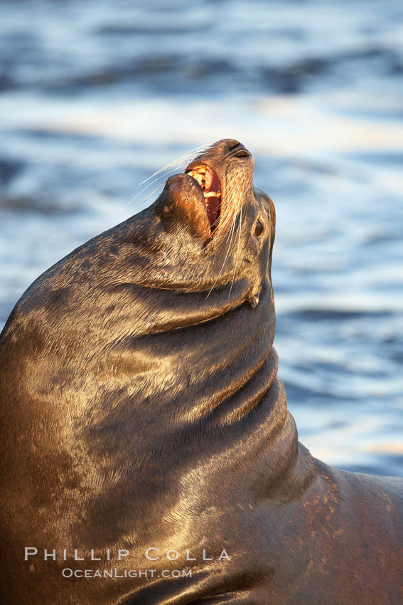 California sea lion, adult male, hauled out on rocks to rest, early morning sunrise light, Monterey breakwater rocks. USA, Zalophus californianus, natural history stock photograph, photo id 21581