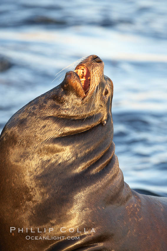 California sea lion, adult male, profile of head showing long whiskers and prominent sagittal crest (cranial crest bone), hauled out on rocks to rest, early morning sunrise light, Monterey breakwater rocks. USA, Zalophus californianus, natural history stock photograph, photo id 21589