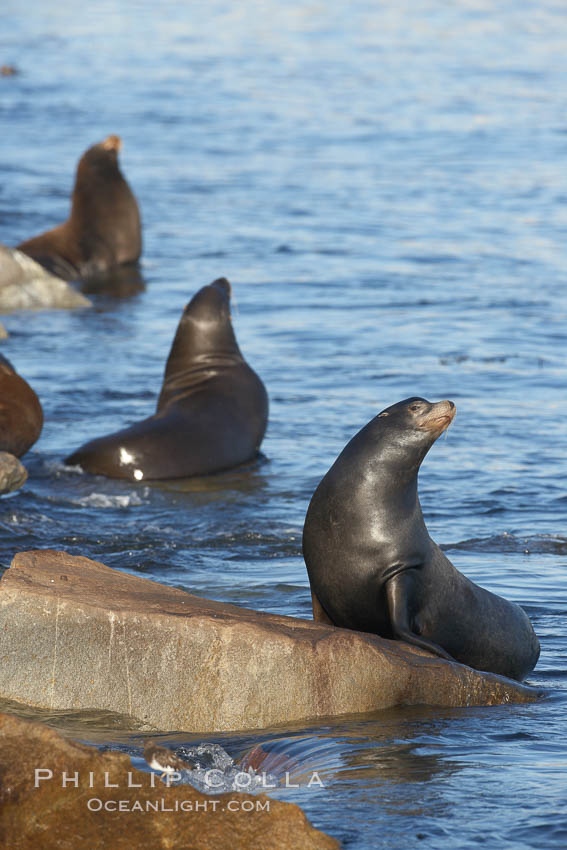 California sea lion, adult male, hauled out on rocks to rest, early morning sunrise light, Monterey breakwater rocks., Zalophus californianus, natural history stock photograph, photo id 21597
