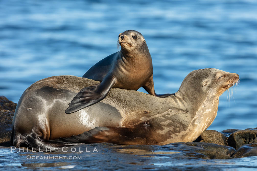 California Sea Lion pup playing on top of its resting mother, La Jolla, California. USA, Zalophus californianus, natural history stock photograph, photo id 36580