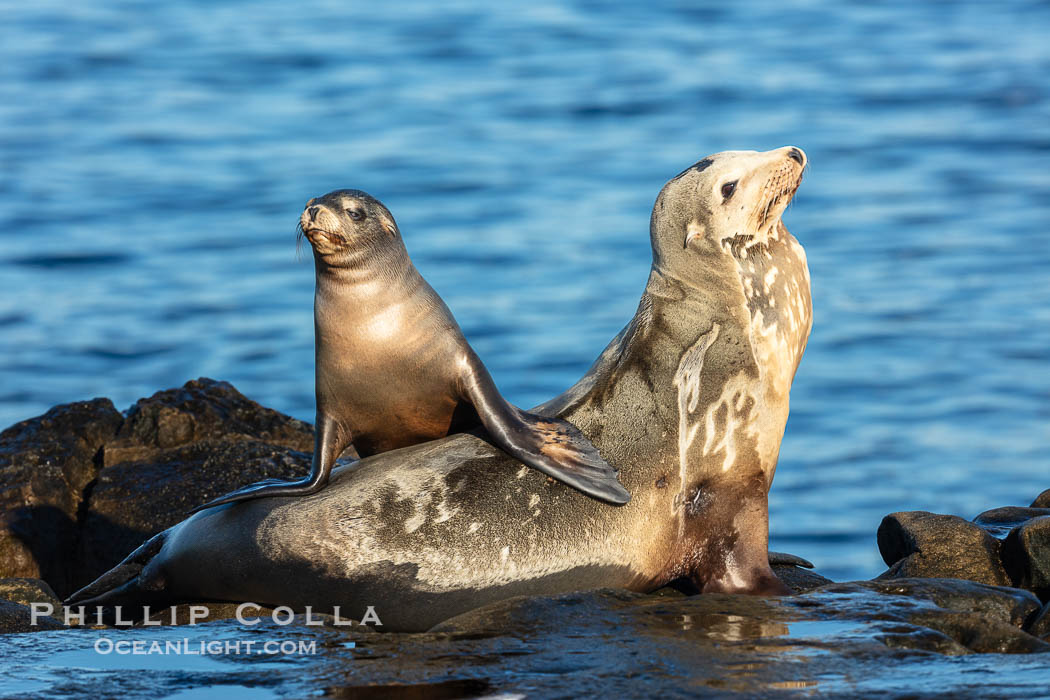 California Sea Lion pup playing on top of its resting mother, La Jolla, California, Zalophus californianus