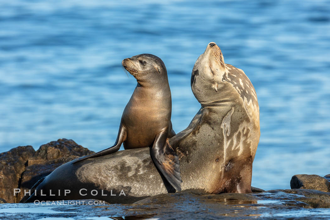 California Sea Lion pup playing on top of its resting mother, La Jolla, California., Zalophus californianus, natural history stock photograph, photo id 36577