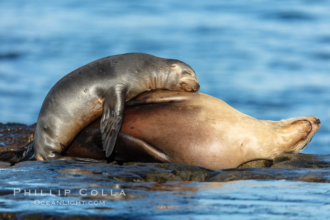California Sea Lion mother sleeping with her pup, La Jolla, California., Zalophus californianus, natural history stock photograph, photo id 36582