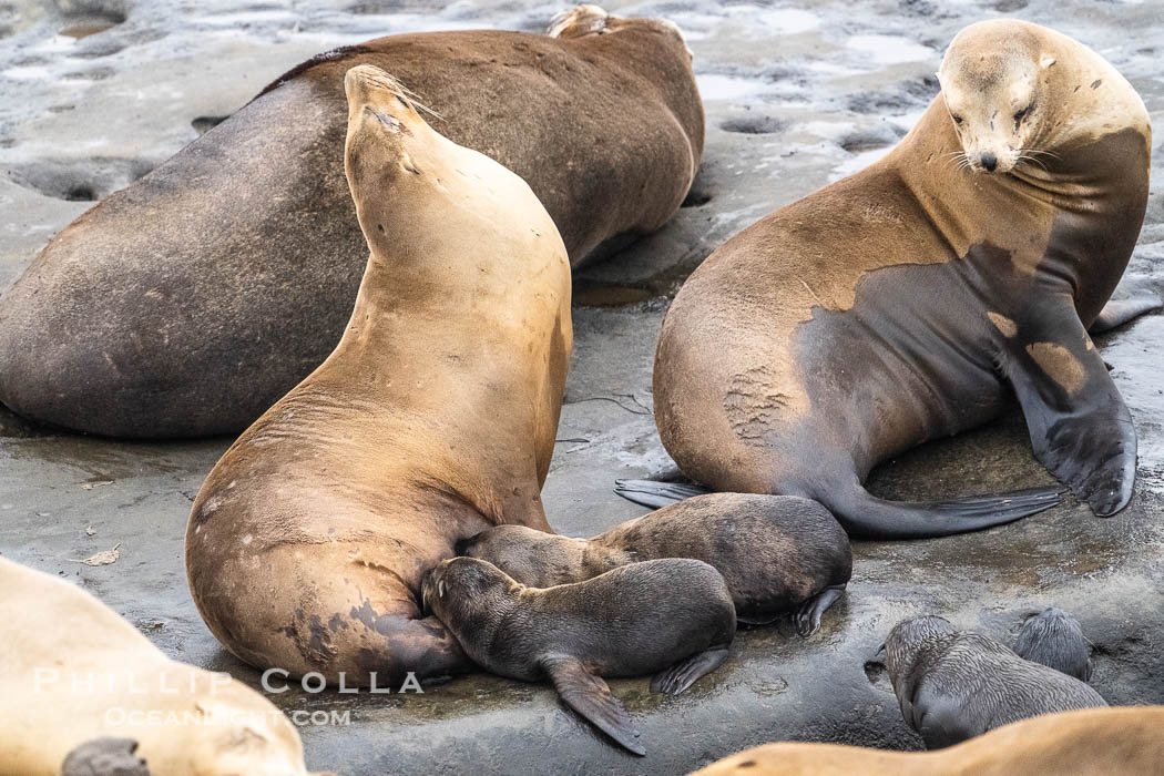 A mother California sea lions nurses two newborn pups. Each mother sea lions gives birth to only one pup each season. While rare, a mother sea lion may adopt an abandoned pup. This mother sea lion has done so, nursing two pups just a few days old at Point La Jolla. USA, natural history stock photograph, photo id 39391