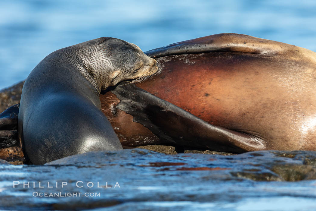 California Sea Lion pup nursing on its mother, La Jolla, California. USA, Zalophus californianus, natural history stock photograph, photo id 36581