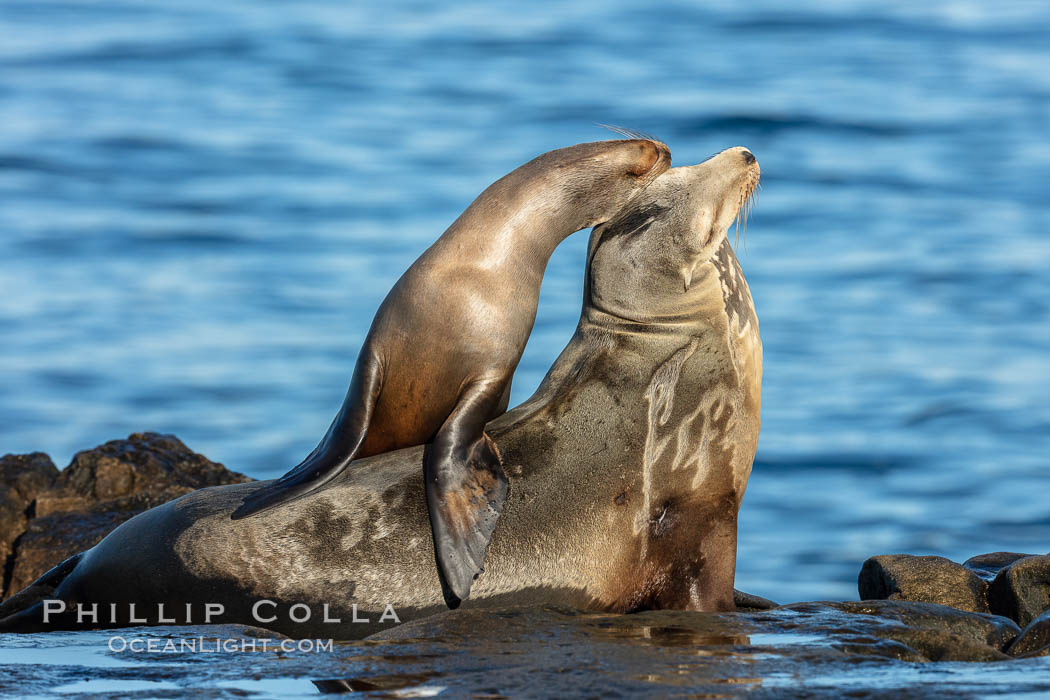 California Sea Lion pup nuzzles its mother, La Jolla, California. USA, Zalophus californianus, natural history stock photograph, photo id 36578