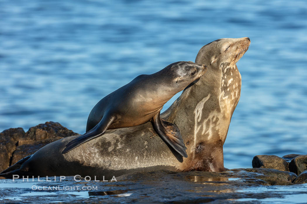 California Sea Lion pup nuzzles its mother, La Jolla, California. USA, Zalophus californianus, natural history stock photograph, photo id 36579
