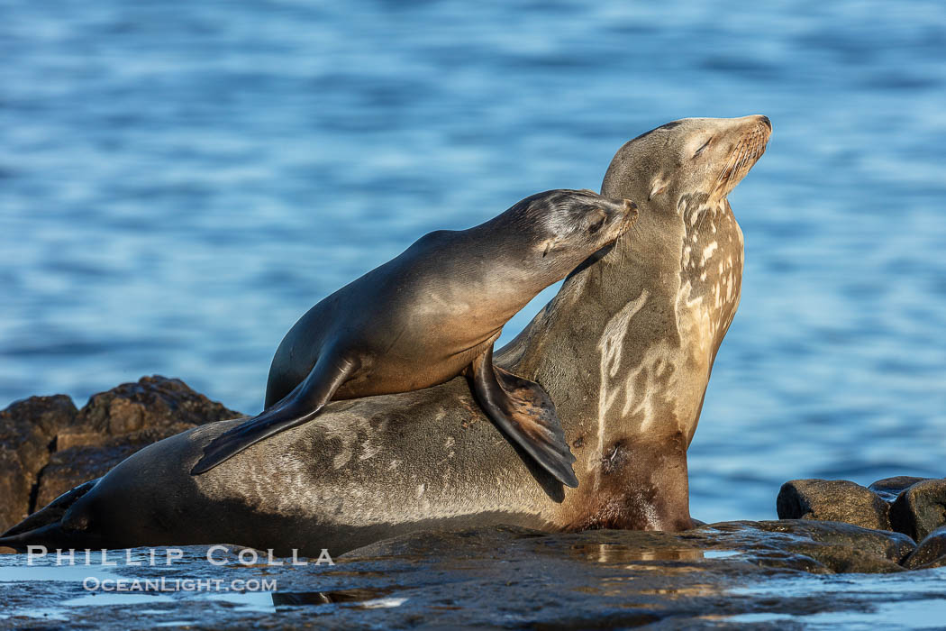 California Sea Lion pup nuzzles its mother, La Jolla, California., Zalophus californianus, natural history stock photograph, photo id 36579