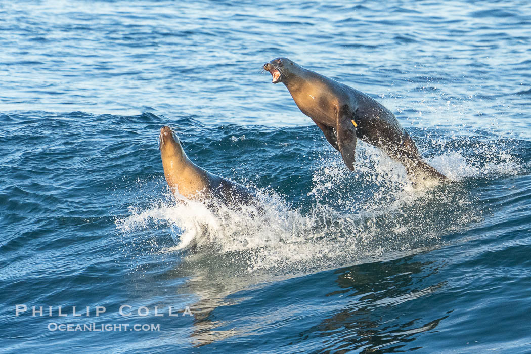 California sea lions surfing in a wave at La Jolla Cove, San Diego, Zalophus californianus