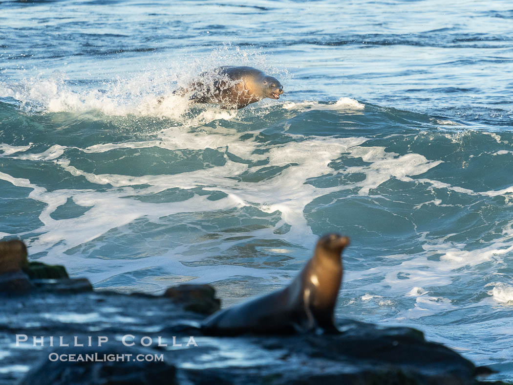 California sea lion surfing in a wave at La Jolla Cove, San Diego, Zalophus californianus California sea lion surfing in a wave at La Jolla Cove, San Diego, Zalophus californianus