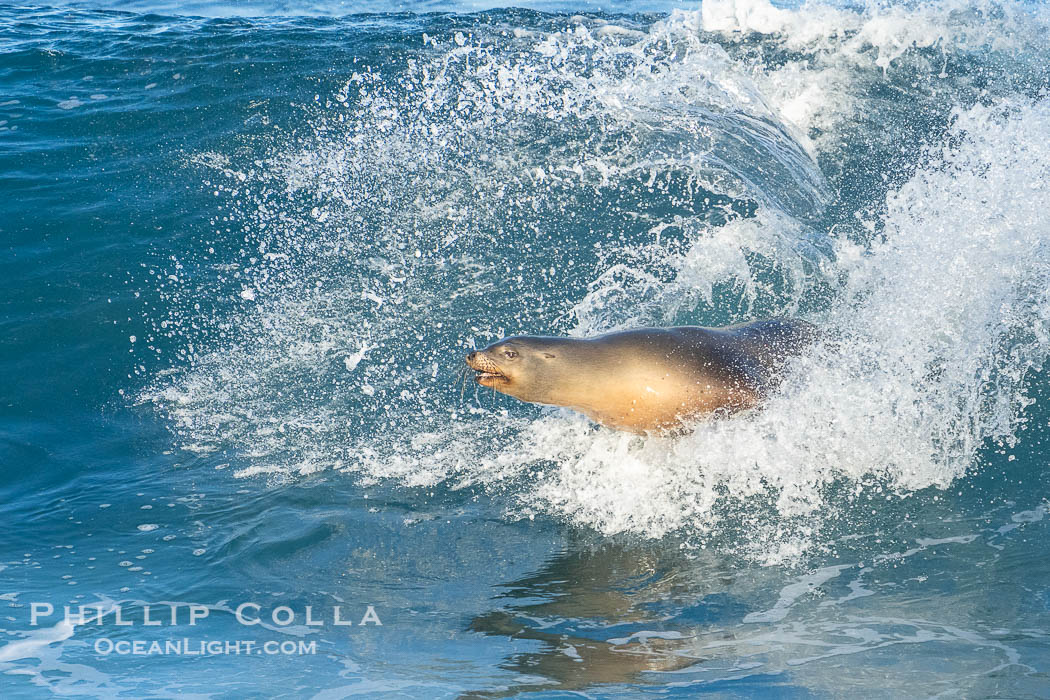 California sea lion surfing in a wave at La Jolla Cove, San Diego, Zalophus californianus