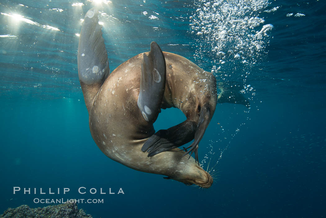 Sea lion underwater in beautiful sunset light. Sea of Cortez, Baja California, Mexico, Zalophus californianus, natural history stock photograph, photo id 31288