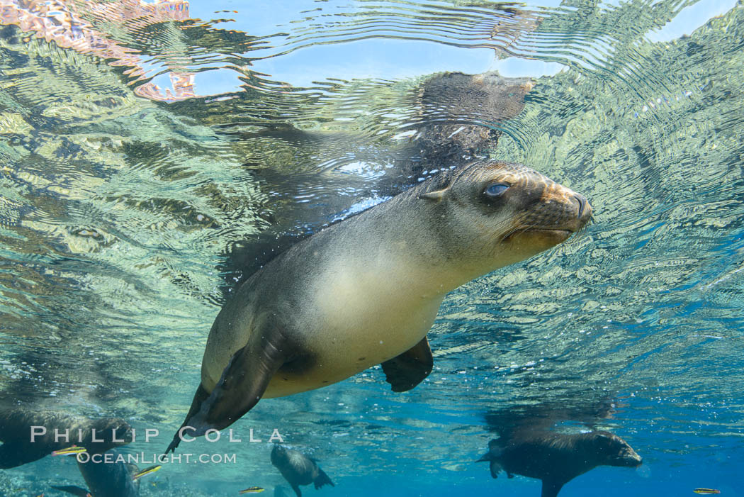 Sea Lion Underwater, Los Islotes, Sea of Cortez. Baja California, Mexico, natural history stock photograph, photo id 32494